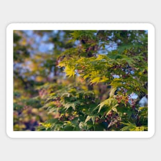 Spring Foliage in Portland Sticker